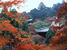26_koyo01